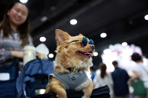 เปิดฉากยิ่งใหญ่ "Pet Expo Thailand 2025" ฉลองครบรอบ 25 ปี
พบไฮไลท์สัตว์หายาก กิจกรรมโดนใจ สินค้า-บริการนวัตกรรมเพื่อสัตว์เลี้ยงจัดเต็มกว่าใคร