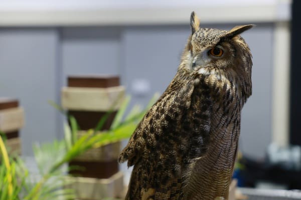 เปิดฉากยิ่งใหญ่ "Pet Expo Thailand 2025" ฉลองครบรอบ 25 ปี
พบไฮไลท์สัตว์หายาก กิจกรรมโดนใจ สินค้า-บริการนวัตกรรมเพื่อสัตว์เลี้ยงจัดเต็มกว่าใคร