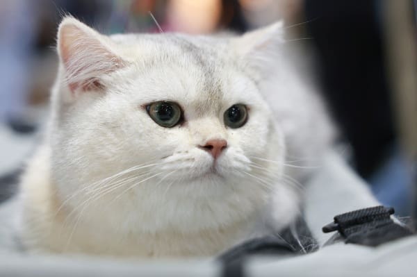 เปิดฉากยิ่งใหญ่ "Pet Expo Thailand 2025" ฉลองครบรอบ 25 ปี
พบไฮไลท์สัตว์หายาก กิจกรรมโดนใจ สินค้า-บริการนวัตกรรมเพื่อสัตว์เลี้ยงจัดเต็มกว่าใคร