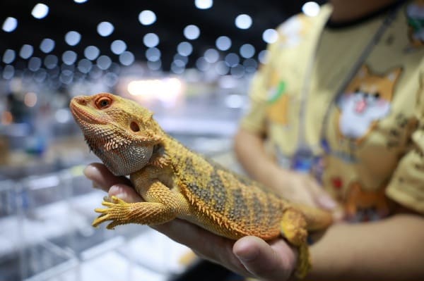 เปิดฉากยิ่งใหญ่ "Pet Expo Thailand 2025" ฉลองครบรอบ 25 ปี
พบไฮไลท์สัตว์หายาก กิจกรรมโดนใจ สินค้า-บริการนวัตกรรมเพื่อสัตว์เลี้ยงจัดเต็มกว่าใคร