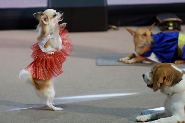 เปิดฉากยิ่งใหญ่ "Pet Expo Thailand 2025" ฉลองครบรอบ 25 ปี
พบไฮไลท์สัตว์หายาก กิจกรรมโดนใจ สินค้า-บริการนวัตกรรมเพื่อสัตว์เลี้ยงจัดเต็มกว่าใคร