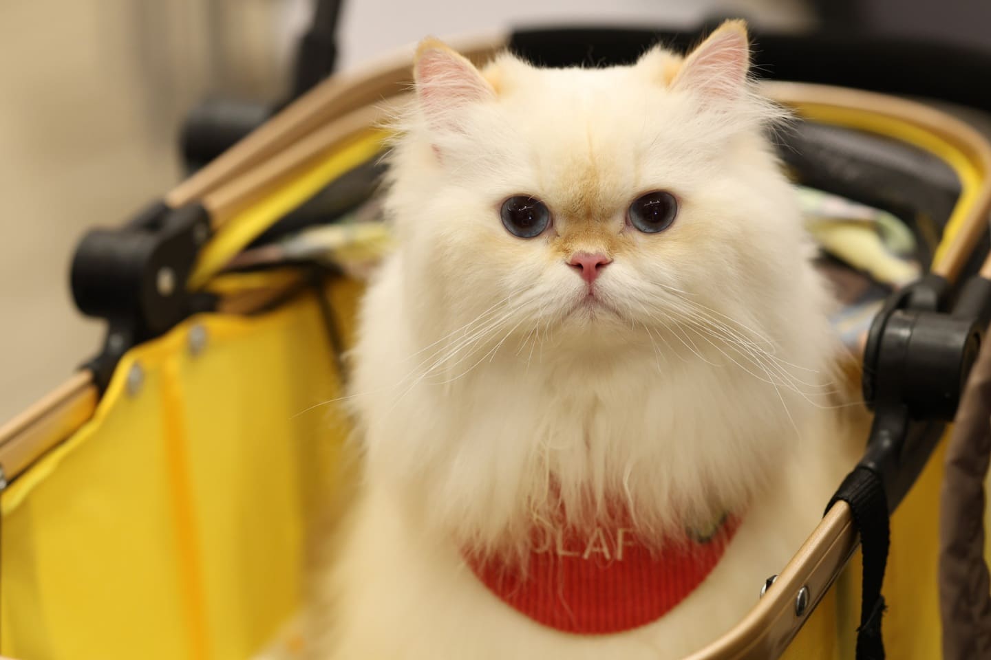 N.C.C. ตอกย้ำผู้นำผู้จัดงานสัตว์เลี้ยงของไทย ลุยจัด Cat Expo Thailand
มหกรรมสินค้าแมวสุดยิ่งใหญ่รับกระแส”เศรษฐกิจแมว” โต