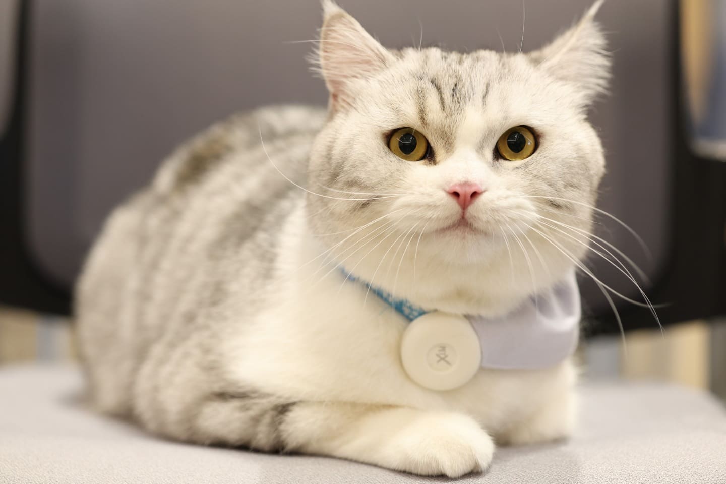 N.C.C. ตอกย้ำผู้นำผู้จัดงานสัตว์เลี้ยงของไทย ลุยจัด Cat Expo Thailand
มหกรรมสินค้าแมวสุดยิ่งใหญ่รับกระแส”เศรษฐกิจแมว” โต