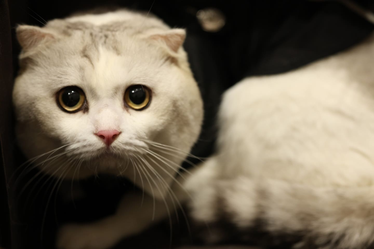 N.C.C. ตอกย้ำผู้นำผู้จัดงานสัตว์เลี้ยงของไทย ลุยจัด Cat Expo Thailand
มหกรรมสินค้าแมวสุดยิ่งใหญ่รับกระแส”เศรษฐกิจแมว” โต