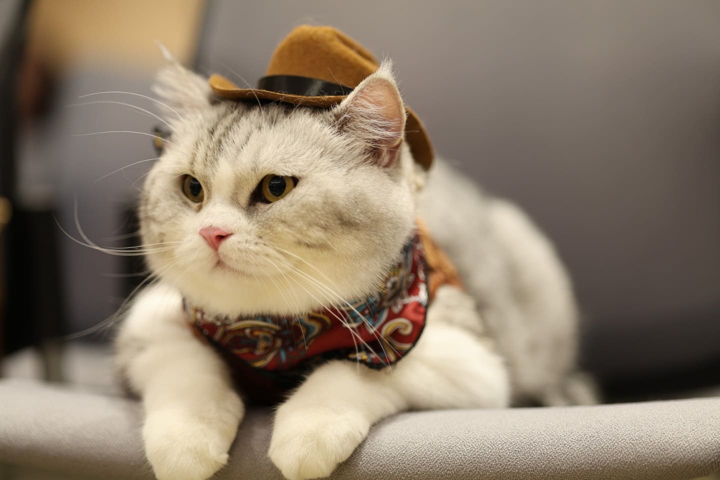 N.C.C. ตอกย้ำผู้นำผู้จัดงานสัตว์เลี้ยงของไทย ลุยจัด Cat Expo Thailand
มหกรรมสินค้าแมวสุดยิ่งใหญ่รับกระแส”เศรษฐกิจแมว” โต