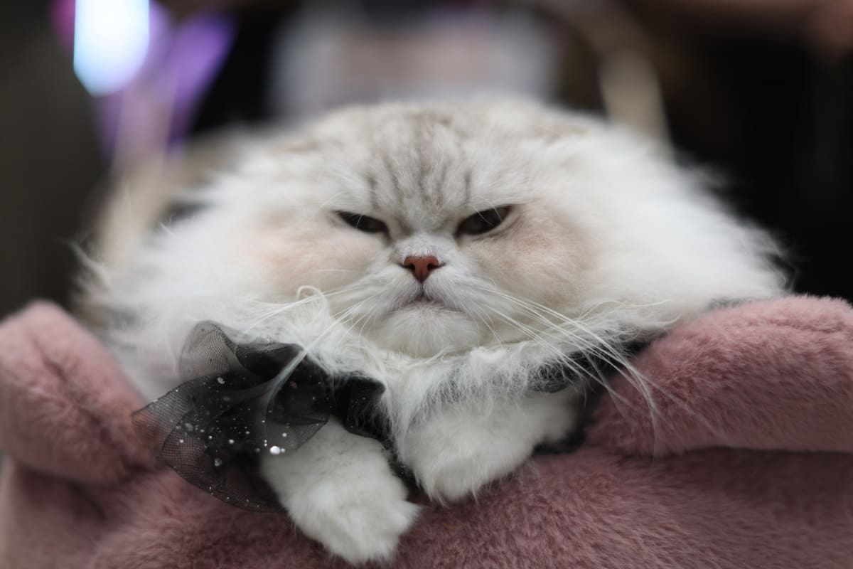 เริ่มแล้ว Cat Expo Thailand 2025 วันแรก 'ทาสแมว' แห่ร่วมงานคึกคัก คาดเม็ดเงินสะพัด 120 ล้านบาท!