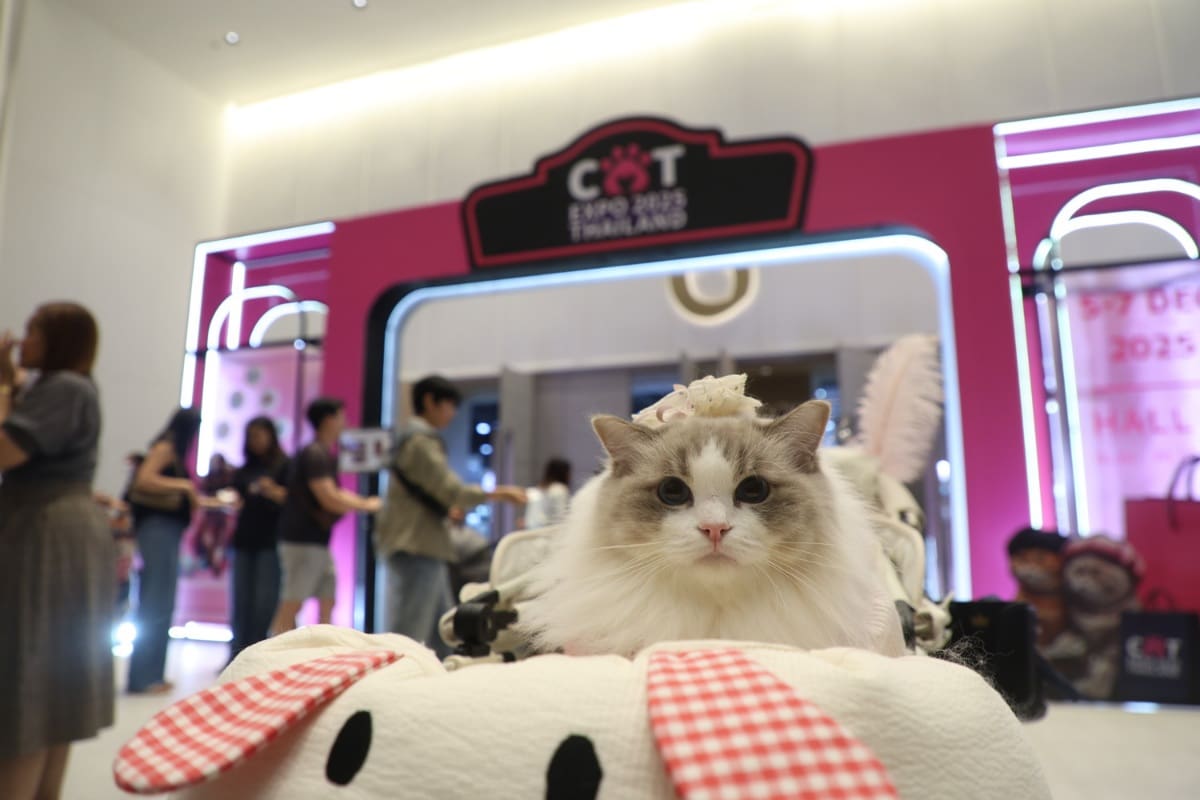 เริ่มแล้ว Cat Expo Thailand 2025 วันแรก 'ทาสแมว' แห่ร่วมงานคึกคัก คาดเม็ดเงินสะพัด 120 ล้านบาท!