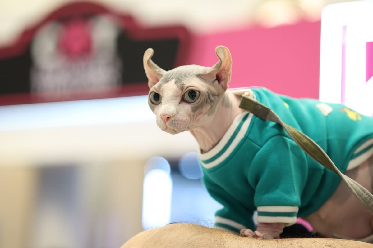 เริ่มแล้ว Cat Expo Thailand 2025 วันแรก 'ทาสแมว' แห่ร่วมงานคึกคัก คาดเม็ดเงินสะพัด 120 ล้านบาท!