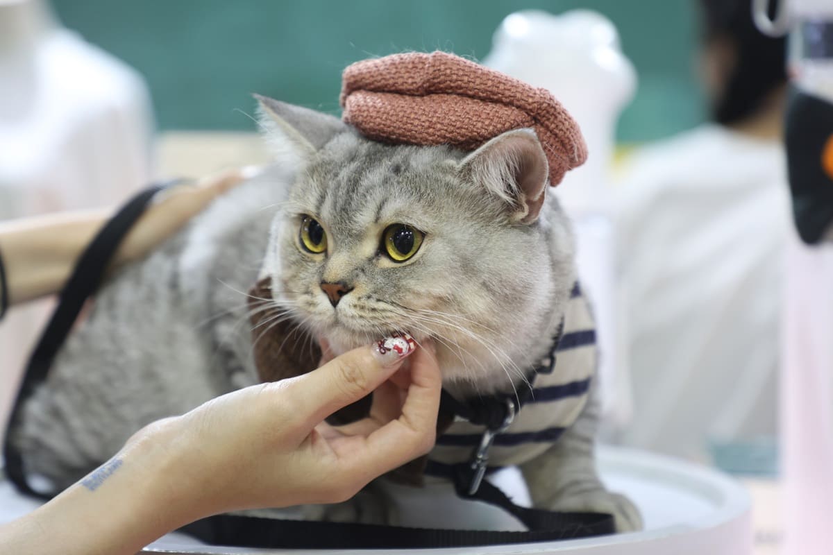 เริ่มแล้ว Cat Expo Thailand 2025 วันแรก 'ทาสแมว' แห่ร่วมงานคึกคัก คาดเม็ดเงินสะพัด 120 ล้านบาท!